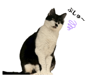 855368366