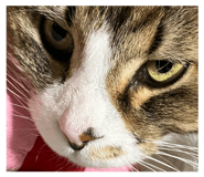 855376806