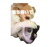 855383022
