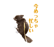 855386427