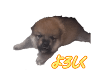 855386547