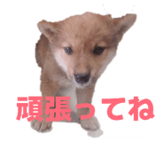 855386548