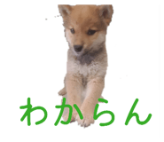 855386549