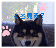 855387377