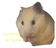 855387636