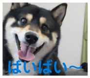 855387900