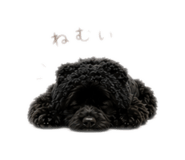 855389968