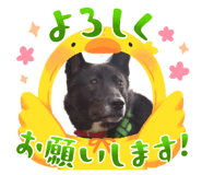 855390184