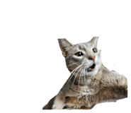 855390398