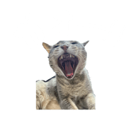 855390404
