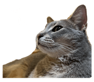855390405