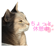 855390409