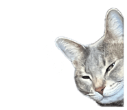 855390416
