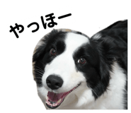 855392017