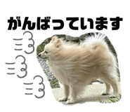 855392029