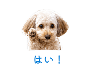 855397410