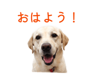 855397412