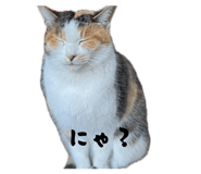 855397650