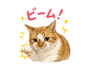 855400940