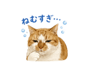 855400941