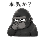 855402567