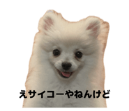 855402844