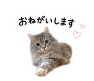 855403040