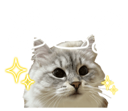 855410777