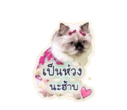 855412784
