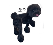 855500156