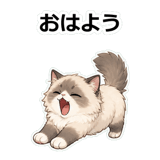 855503036