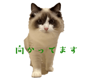 855503811