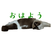 855503812