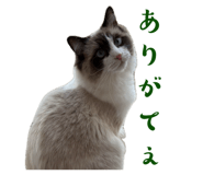 855503816