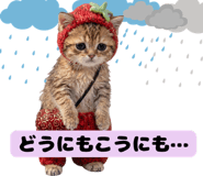 855507421