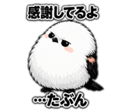 855510067