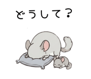 855511802