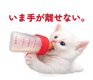 855516593