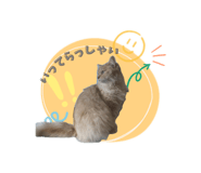855518831