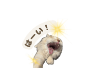 855518835