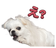 855520203