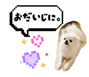 855520230