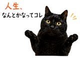 855520648