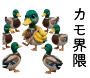 855556513