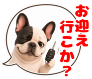 855575156