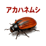 855577498