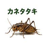 855577504