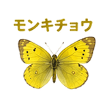 855577515