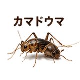 855577520