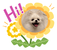 855577747